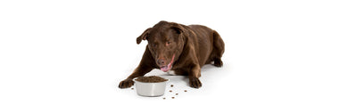 Avoid 5 common feeding mistakes that millions of dog owners make