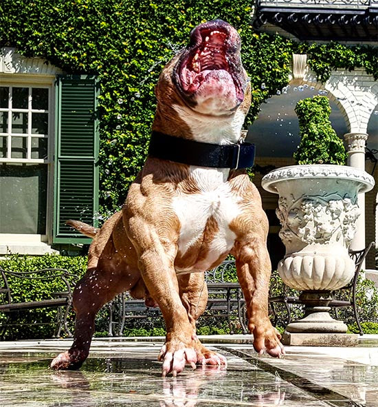 American Pitbull Muscle Building