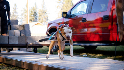 Dog muscle building exercises: American Pit Bull Terrier in a harness pulling a weighted cart on a weight pull track