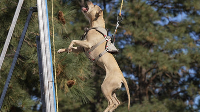 Athletic pit bull leaping up a wall at a dog wall climb competition