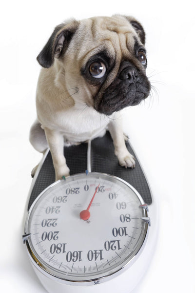 Dog Weight Chart: How to Determine Your Dog's Ideal Weight