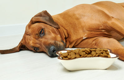 What Causes Upset Stomach in Dogs?