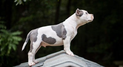 Blue nose pit bull puppy with cropped ears standing outdoors