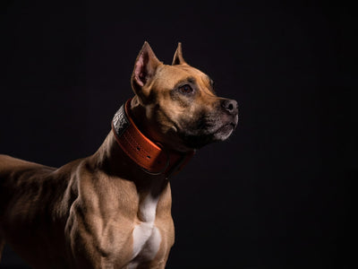 Close-up of a fawn American Pit Bull Terrier in an orange Bully Max collar