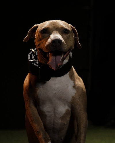 Fawn and white pit bull in a black collar, close-up portrait against a dark studio background