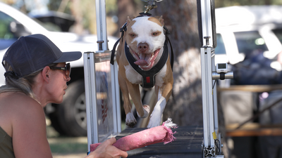 Slat Mill Racing Explained: Why Dogs Love It & Common Misconceptions