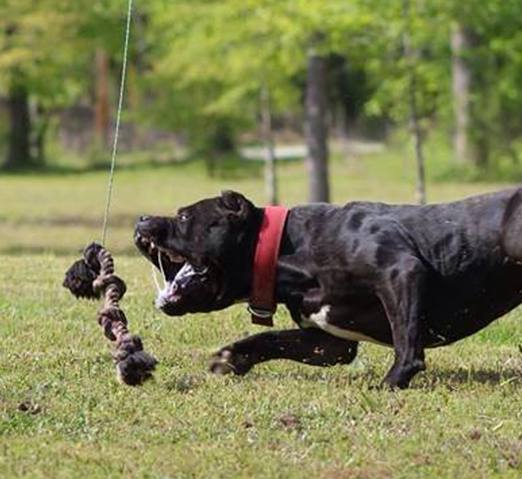 Flirt pole pitbull clearance training