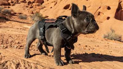 Rocket the French Bulldog in a black harness standing among red desert rocks