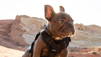 Close-up of Rocket the French Bulldog in a harness perched on a desert rock