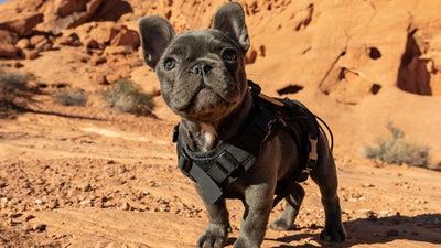 Rocket, a blue French Bulldog in a black harness, standing on red desert rock