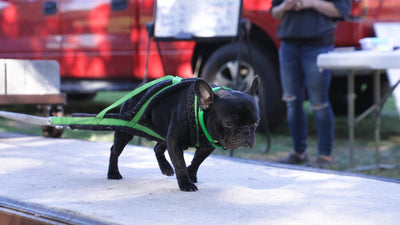 French Bulldog in a harness competing in weight pull