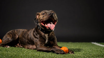 Happy brindle pit bull lying on turf with an orange Bully Max ball at the Bully Max training facility