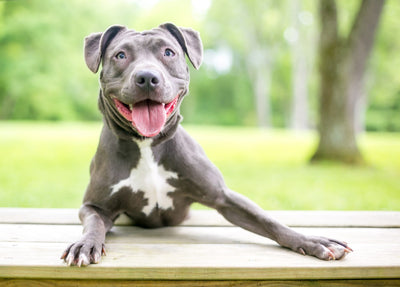Happy pitbull dog