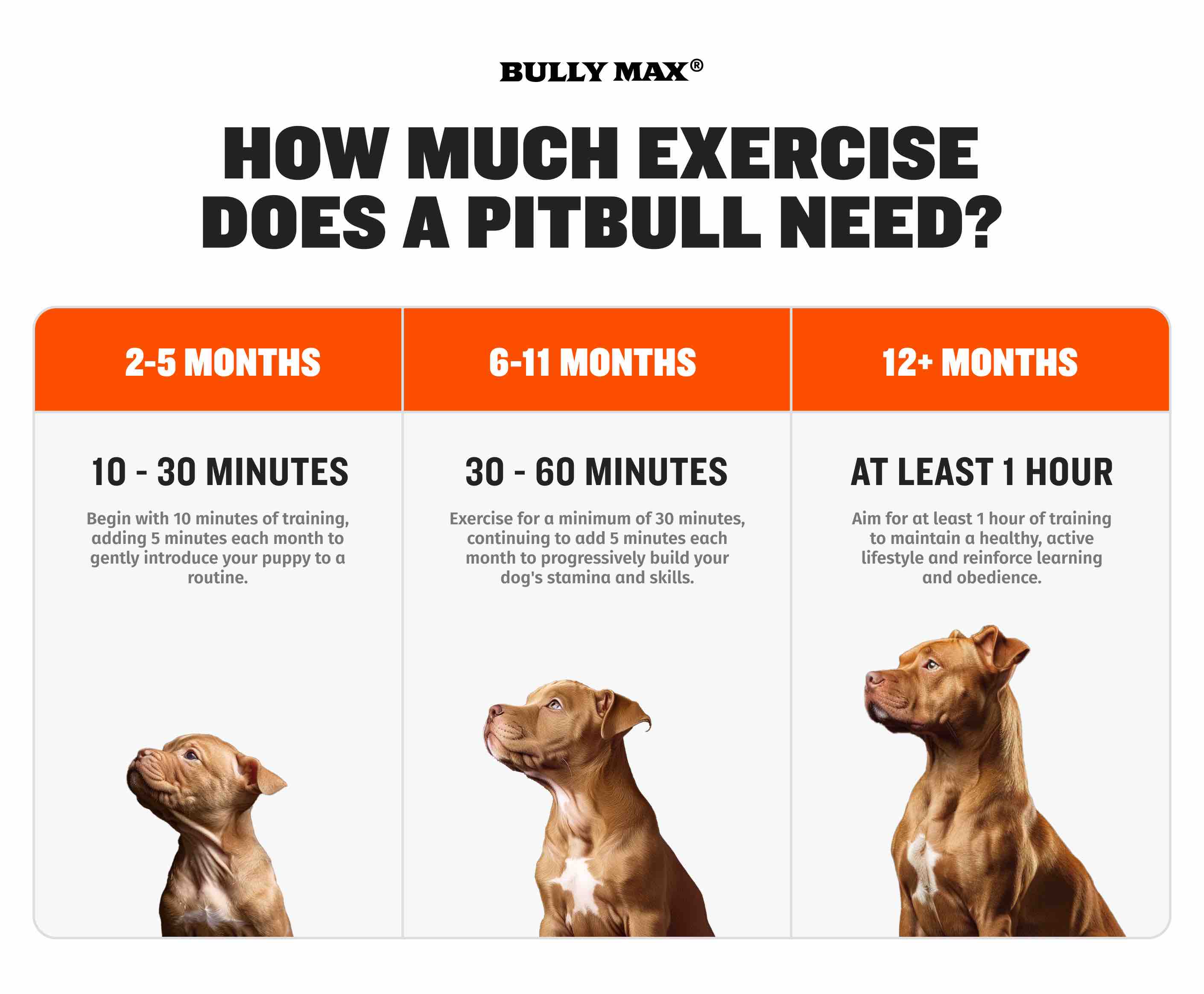 Exercise Nutrition Articles for Pit Bull Owners Bully Max