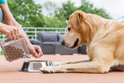 How to Help Your Dog Gain Weight the Healthy Way