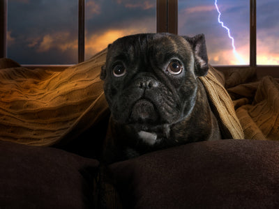 how to calm a dog during a storm