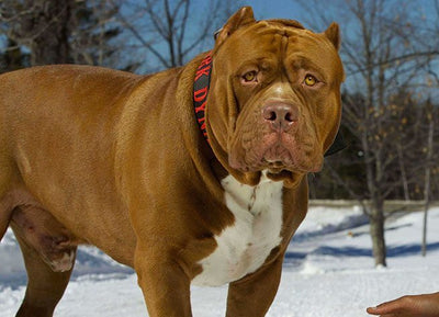 Hulk: The Biggest Pitbull in the World Uses Bully Max