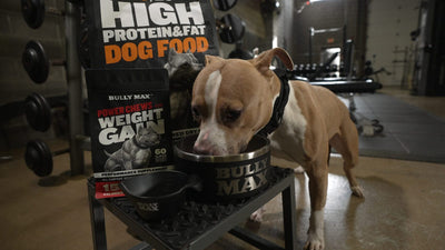 Is my dog underweight: pit bull eating from a Bully Max bowl next to Power Chews for Weight Gain