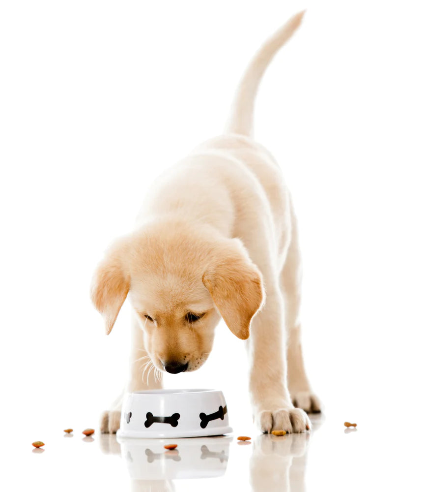 Feeding a hotsell lab puppy