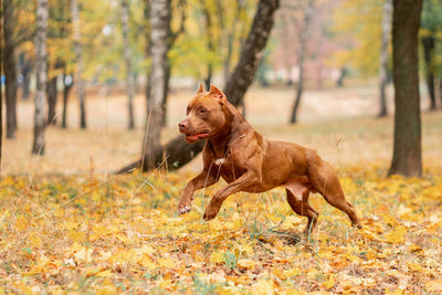 muscular dog