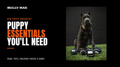 New puppy essentials title card with a Cane Corso puppy sitting behind Bully Max tennis balls
