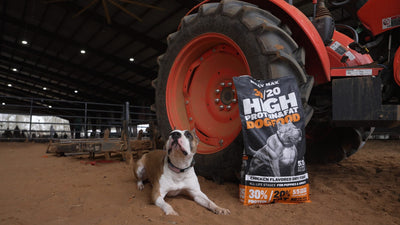 Red and white pit bull lying next to a bag of Bully Max 30/20 High Protein & Fat dog food in front of a tractor