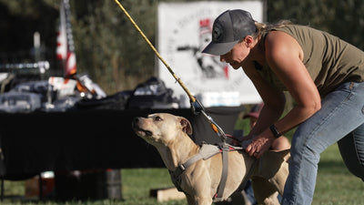 Bully Max sponsored handler Stephanie Lamp fitting a sports harness on her fawn pit bull at the ADBA Top Dog event