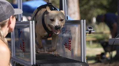 Fawn pit bull running on a dog treadmill with handler Stephanie Lamp: how many calories does a dog need