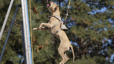 Athletic fawn pit bull leaping up a wall climb in a harness