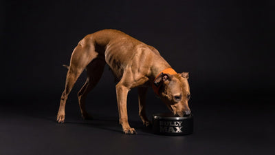 Lean pit bull eating Bully Max dog food from a stainless bowl