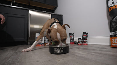 Pit bull eating from a Bully Max bowl beside the Bully Max product lineup
