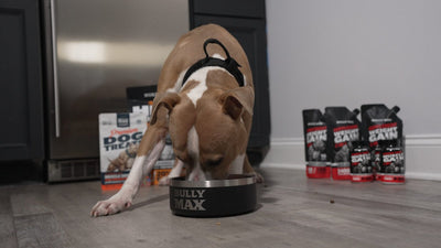 Pit bull eating from a Bully Max bowl in a kitchen next to Bully Max products