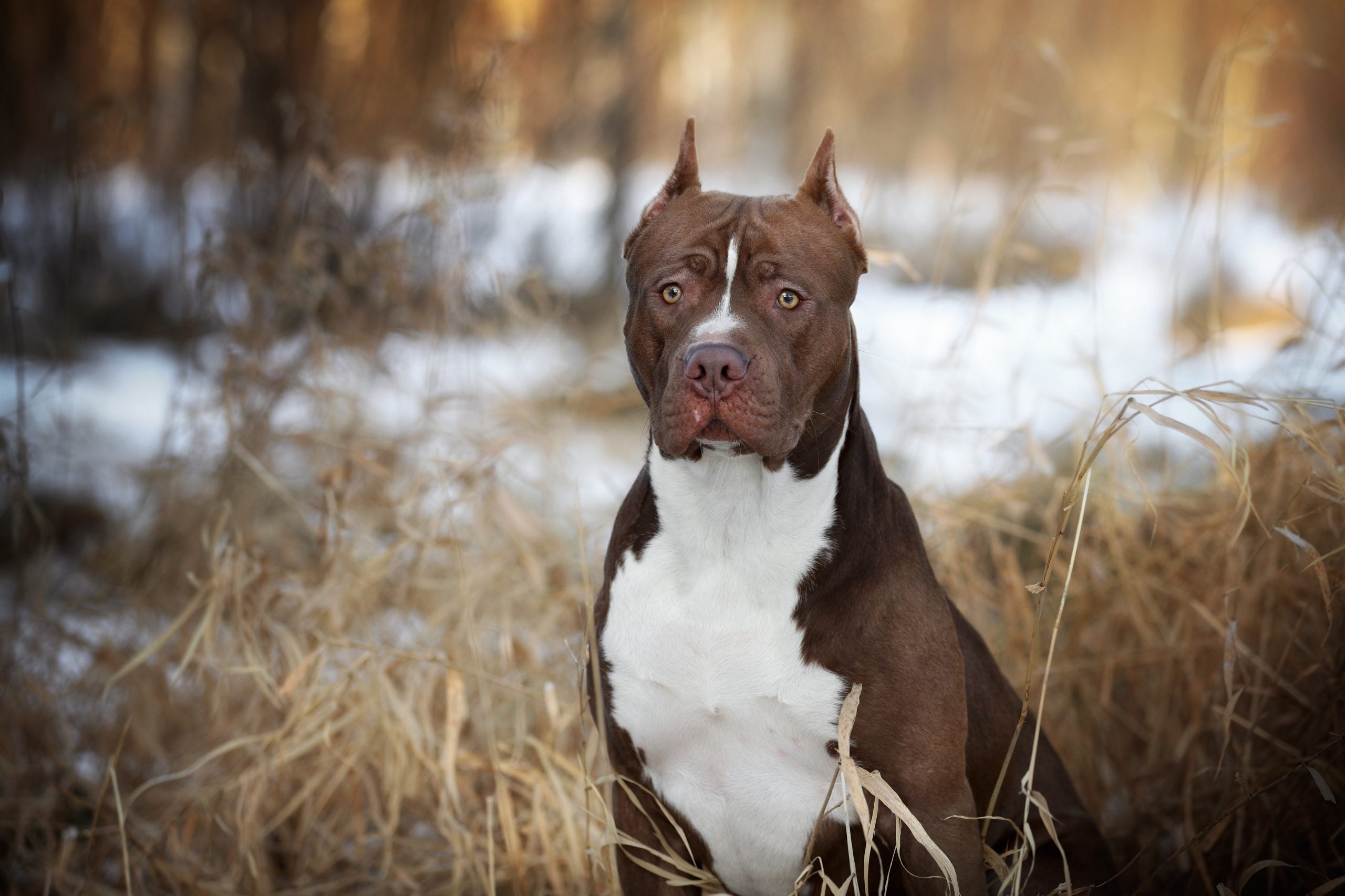 The 6 Most Common Pitbull Health Issues Bully Max the-6-most-common-pitbull-health-issues-bully-max