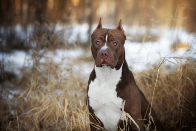 pitbull in a field