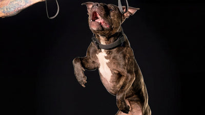 Pit bull jumping for a tug toy during exercise