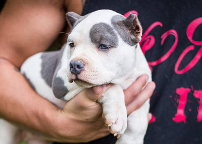 6 Tips on Buying a Pit Bull Puppy