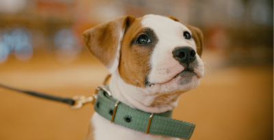 How to Potty Train a Puppy: Step-by-Step Guide