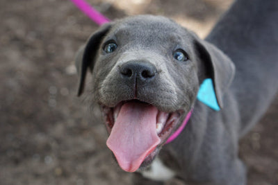 pitbull puppy