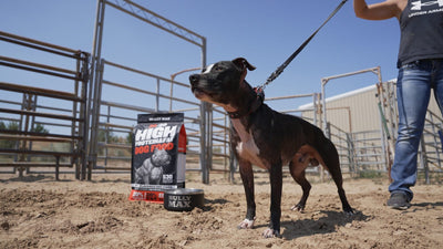 Pit bull Vinny on a leash next to a bag of Bully Max 30/20 high protein dog food: chicken vs beef dog food