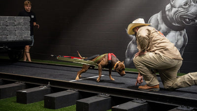 Pit bull weight pulling a loaded cart at the Bully Max training facility