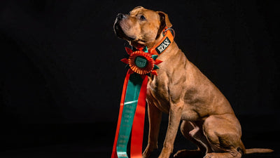 Red nose pit bull sitting with a dog show rosette and Bully Max collar