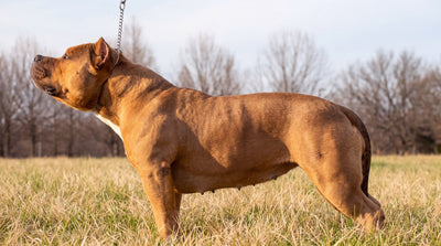Pocket American Bully standing in profile in a grass field