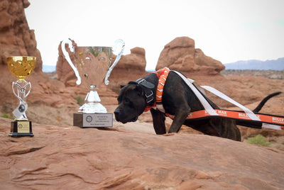 Presa Canario in a Bully Max weight pull harness beside Most Weight Pulled trophies among the red rocks of Moab