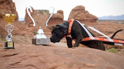 Brindle Presa Canario Amarillo in a Bully Max weight pull harness next to the ADBA Nationals Most Weight Pulled trophy in Moab, Utah