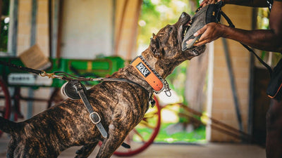 Brindle Presa Canario in an orange Bully Max collar biting a bite pillow during PresaMania training