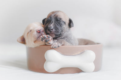 puppies in a dog food bowl