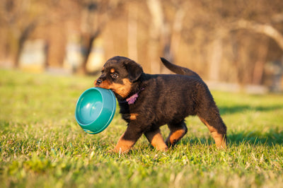 puppy with bowl