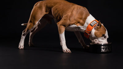 Red and white pit bull eating high protein Bully Max food from a bowl