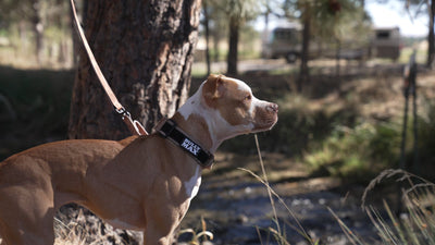 Red nose American Pit Bull Terrier on a leash wearing a Bully Max collar outdoors