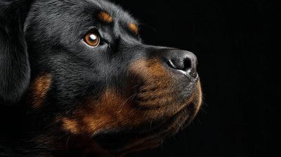 Rottweiler Breed Profile: Temperament, Size, Lifespan & Care